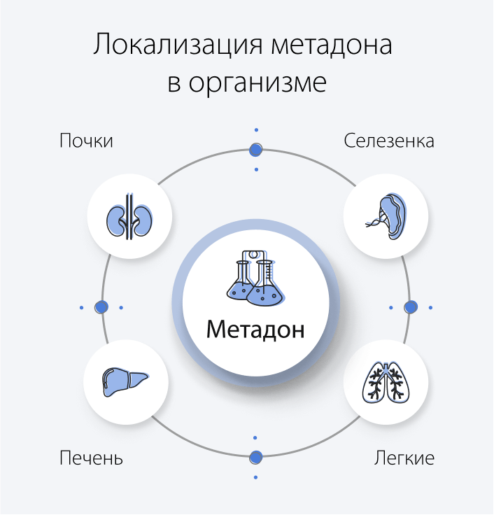 Локализация метадона в организме