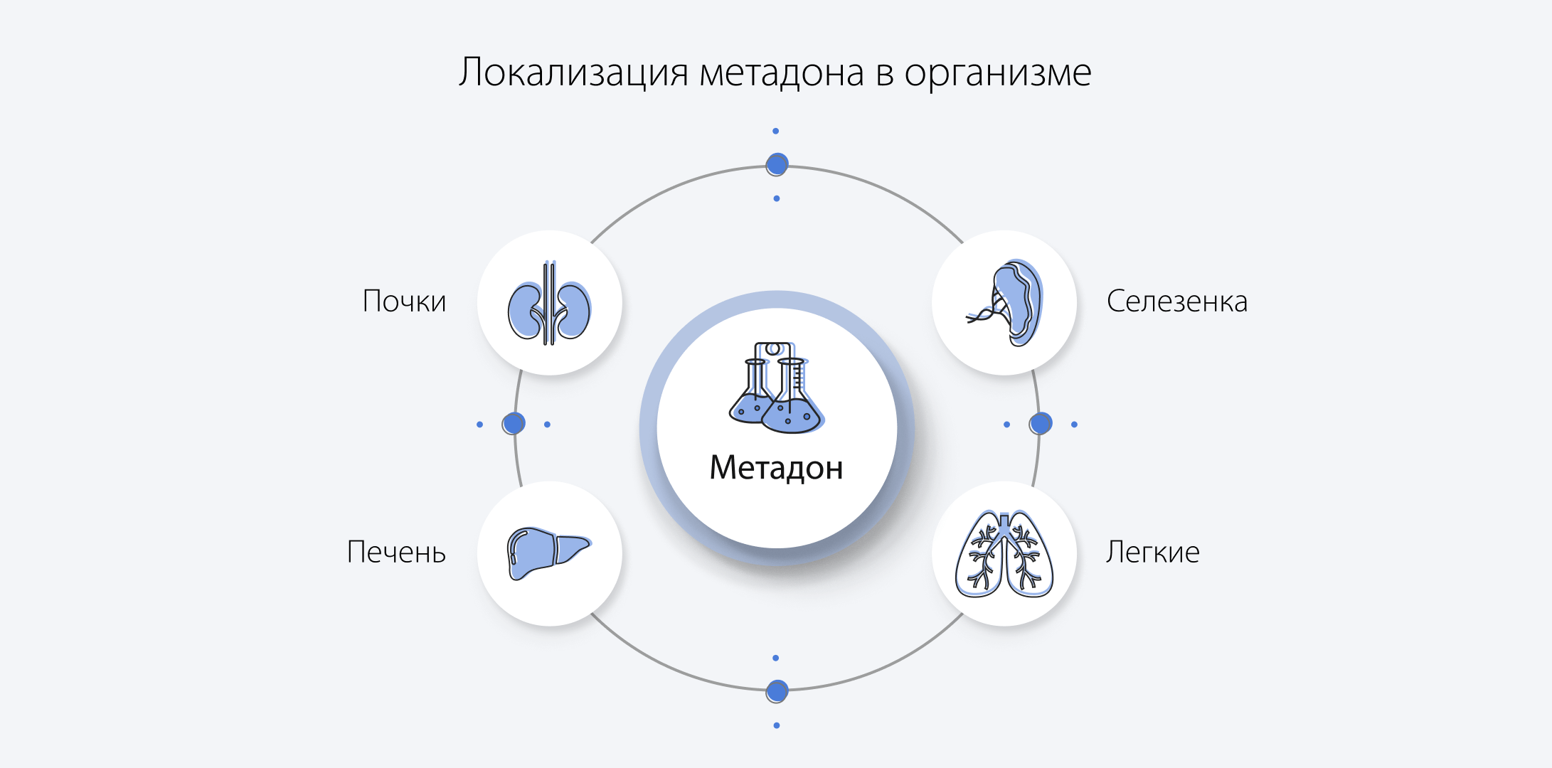 Локализация метадона в организме